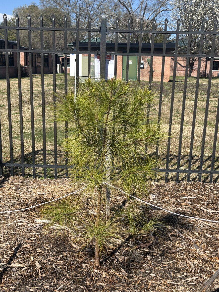 Hampton school plants 'moon tree' with seed from Artemis space mission